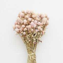 Dried Globe Amaranth