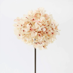 Blushed Hydrangea