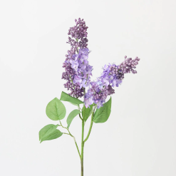 Lilac Flower Branch
